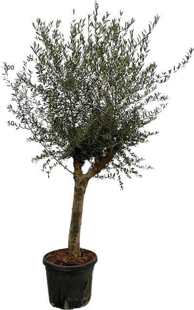 Trendyplants - Olea Lorc - Olijfboom - Stamomtrek 20-30 cm - Winterhard - Hoogte 190-210 cm - Potmaat Ø45cm