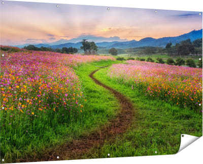 Gards Tuinposter Kosmos Bloemenveld met een Pad - Bloemen - 180x120 cm - Tuindoek - Tuindecoratie - Wanddecoratie buiten - Tuinschilderij