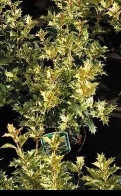Osmanthus het. 'Goshiki' ('tricolor') - Schijnhulst 60- 80 cm in pot