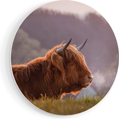 Artaza Forex Muurcirkel Schotse Hooglander Koe Ligt In Het Gras - 40x40 cm - Klein - Wandcirkel - Rond Schilderij - Wanddecoratie Cirkel