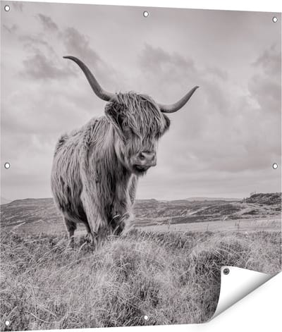 Gards Tuinposter Schotse Hooglander in de Wei - Zwart Wit - 90x90 cm - Tuindoek - Tuindecoratie - Wanddecoratie buiten - Tuinschilderij