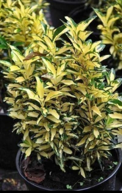 Euonymus jap. 'Aureus' ('aureopictus') - Japanse Kardinaalshoed, Kardinaalsmuts , 60- 80 cm in pot