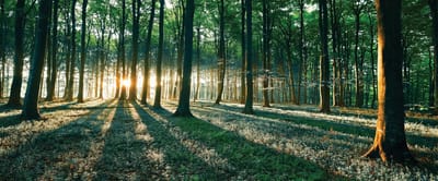 Forest Trees Beam Light Nature Photo Wallcovering