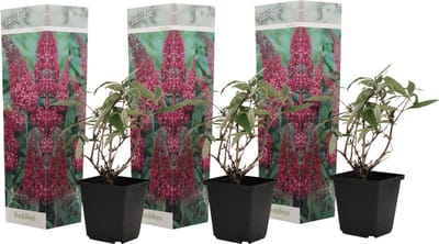 Plant in a Box - Buddleja Rosa - Vlinderstruik Winterhard voor in de Tuin - Pot 9cm - Hoogte 25-40cm