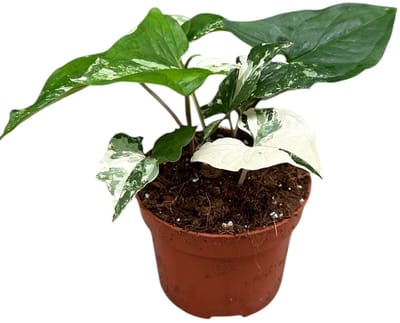 Syngonium Albo Variegata Kamerplant Potmaat Ø10,5 cm |Vers Van De Kweker