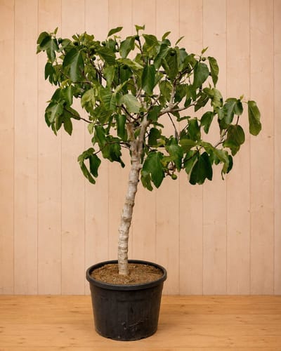 Ficus carica Vijg 250 cm stamhoogte 90 cm Warentuin Natuurlijk