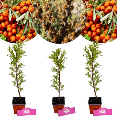 Set van 3 Duindoorns - Hippophae rhamnoides - 2x vrouwelijk, 1x mannelijk - Hoogte 25cm - 9cm pot
