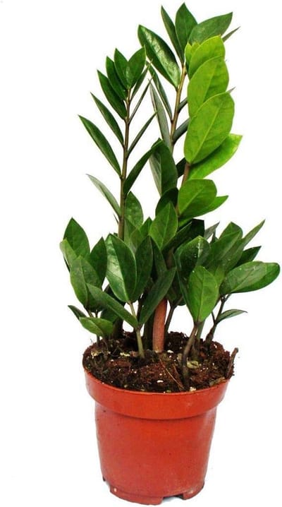 Zamioculcas Zamiifolia - Onderhoudsvriendelijke Luchtzuiverende Kamerplant in 12 cm Pot