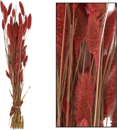 Setaria droogbloem roze