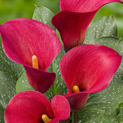 Calla Lelie - Zantedeschia - Red Passion - Bloembollen - 5 stuks - Rood - Bloem bollen - Leliebollen