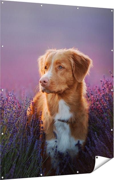 Gards Tuinposter Retriever Hond tussen de Lavendel Bloemen - 120x160 cm - Tuindoek - Tuindecoratie - Wanddecoratie buiten - Tuinschilderij
