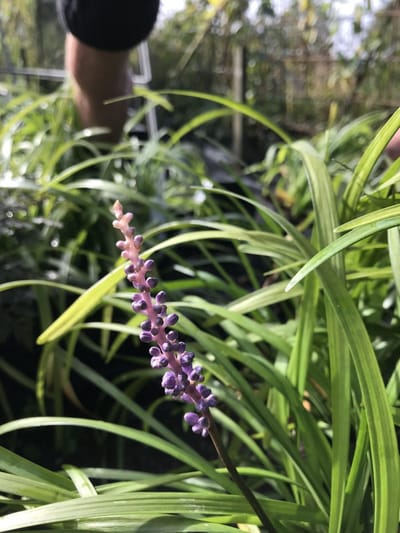 6 x Liriope muscari 'Big Blue' - Leliegras - P9 Pot (9 x 9cm) - Dima Vaste Planten
