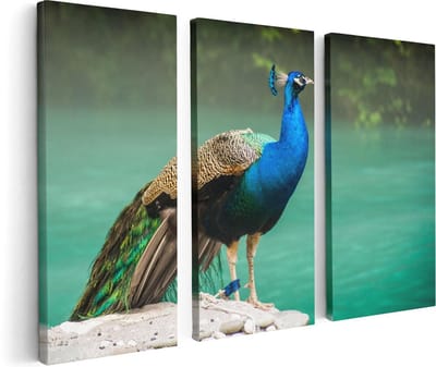 Artaza Canvas Schilderij Drieluik Kleurrijke Pauw Bij Het Water - 120x80 - Foto Op Canvas - Canvas Print