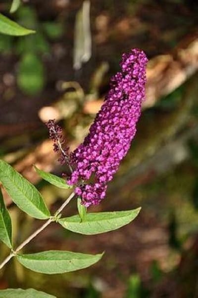 Buddleja Davidii 'Royal Red' - Vlinderstruik - 40-60 cm in pot: Struik met dieprode bloempluimen, lokt veel vlinders.