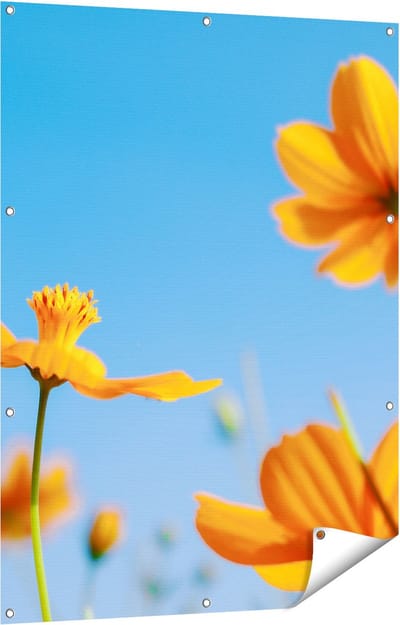 Gards Tuinposter Oranje Cosmea Bloemen - 90x120 cm - Tuindoek - Tuindecoratie - Wanddecoratie buiten - Tuinschilderij