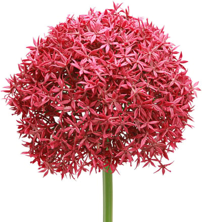 Allium in Bordeaux kunst sierknoflook Ø18cm L90cm