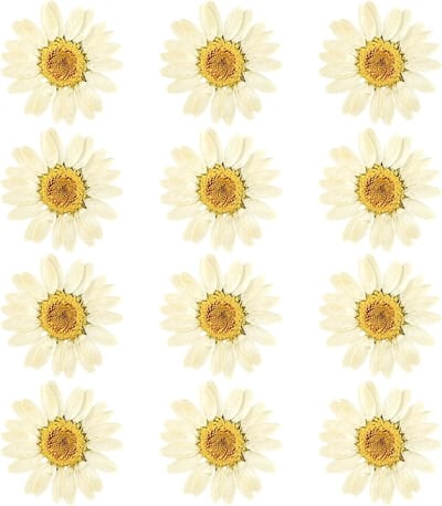 Gedroogde Bloemen - Geperste Madeliefjes - Handgemaakte Decoraties - Natuurlijk Gedroogd - 48 Stuks - Geel