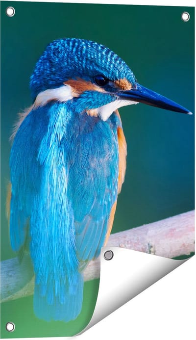 Gards Tuinposter Blauwe IJsvogel op een Tak - 40x60 cm - Tuindoek - Tuindecoratie - Wanddecoratie buiten - Tuinschilderij