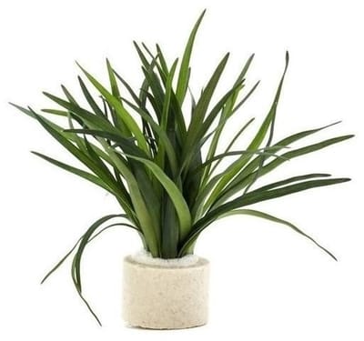 Aquaflora Eriocaulon sp Dong Ha | In 5 cm pot