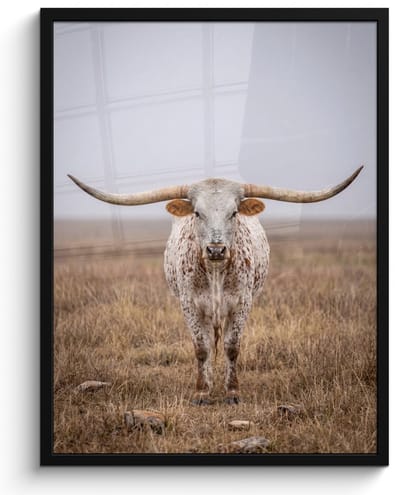 Poster in lijst - Fotolijst 60x80 cm - Posters - Longhorn - Grasveld - Dier - Posterlijst zwart - Decoratie - Wanddecoratie woonkamer - Muurdecoratie slaapkamer