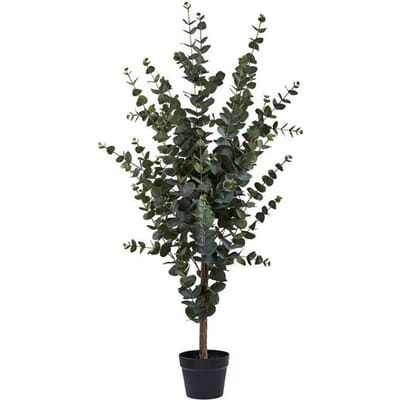 Kamerplant House Nordic Eucalyptus