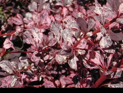 2 x Berberis thunb. 'Harlequin' - Japanse Zuurbes , Rode Japanse Zuurbes 30- 40 cm in pot