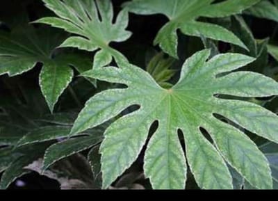 Fatsia jap. 'Spider's Web' - Vingerplant 30- 40 cm in pot