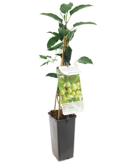 Kiwi plant Actinidia arguta Issai - zelfbestuivende mini kiwi - kleinfruit - zelf fruit kweken - fruitstruik