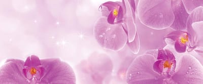 Fotobehang Flowers Orchids | PANORAMIC - 250cm x 104cm | 130g/m2 Vlies