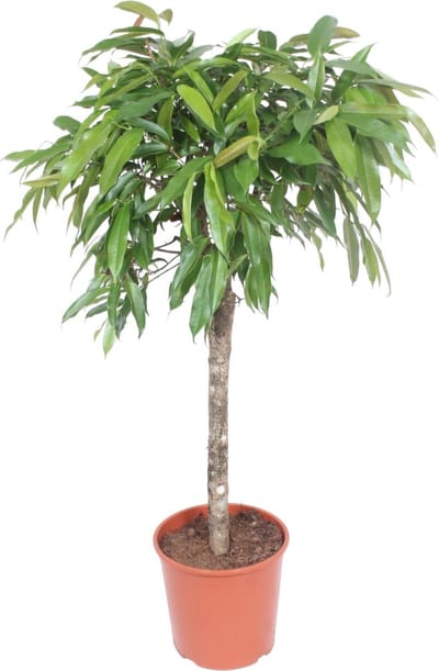 Ficus Amstel King - 130 cm hoog - potdiameter 30 cm | Binnenplant | onderhoudsvriendelijke