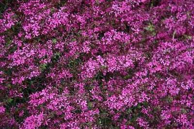 6x Kattenstaart - Lythrum virg. 'Rose Queen' | 9x9 cm pot