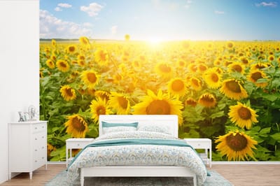 Behang - Fotobehang Zonnebloem - Zon - Wolken - Breedte 420 cm x hoogte 280 cm