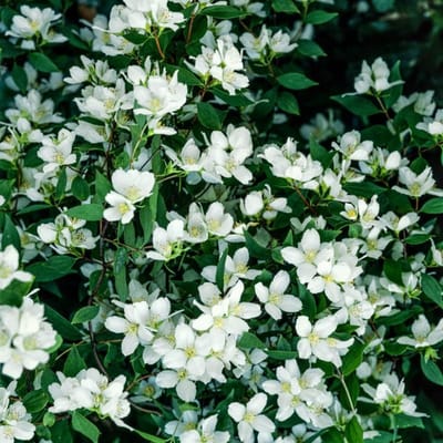 Plants Online BV - Planten - Tuinplanten - Heesters - Set van 1 - Philadelphus 'Lemoinei'