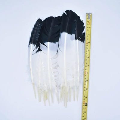 10 Stuks Echte Natuurlijke Adelaarsveren voor Knutselen Decoratie Kalkoen Fazant Carnaval Hoeden Accessoires Veer Decor Pluimen Hoofddeksel black
