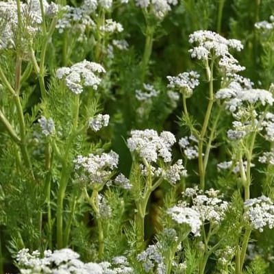 6x Carum carvi Pot 9x9cm - Karwij, een veelzijdig kruid voor in jouw tuin