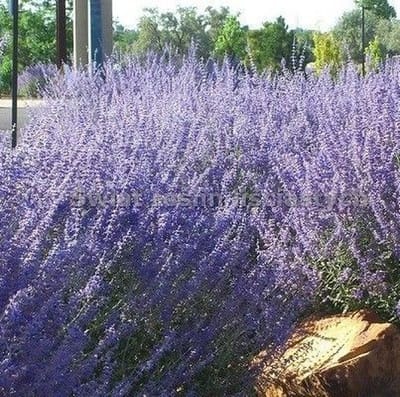 12 x Reuzenlavendel Blue Spire XL Paars|Blauw - Winterharde Tunplant - Perovskia Blue Spire in C2(liter) pot met hoogte 20-40cm