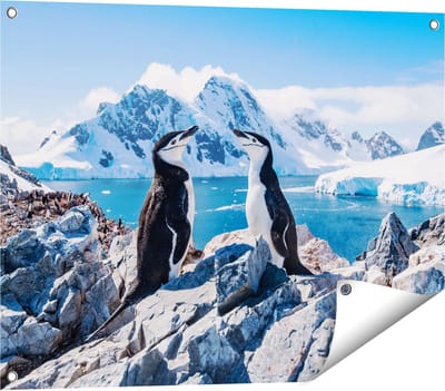 Gards Tuinposter Twee Pingu�ns op Stenen in Antarctica - 80x60 cm - Tuindoek - Tuindecoratie - Wanddecoratie buiten - Tuinschilderij