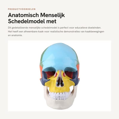 Dailygoods- Schedelmodel Levensgroot - Anatomisch Model - Afneembare Kaak - Kleurherkenningskaart - Realistische Kaakbeweging - Veilig en Duurzaam