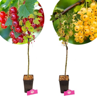 Set van 2 Aalbes op stam- 1 'Rood', 1 'Wit' - Hoogte 60cm - 2 Liter pot - Mix B