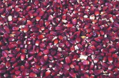 Bordeaux Maïs 20kg
