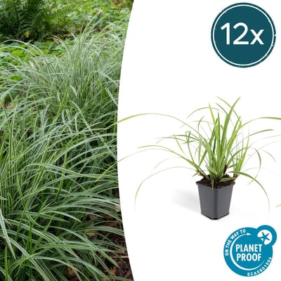 Tuinplantenshop.com | Carex morrowii 'Ice Dance' | 12 stuks - Ø9cm - 10-25cm hoog - Tuinplant