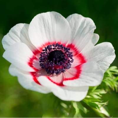 Anemoon (Anemone Coronaria) - Bicolor - Bijen-Vlinders - Snijbloemen - Zomerbollen - Voorjaarsbollen - Vaste planten