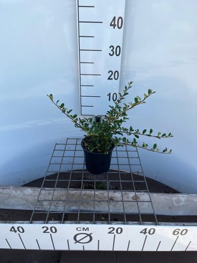 Plants Online - Tuinplanten - Heesters - Set van 1 - Cotoneaster radicans 'Eichholz' - 1.3 liter pot - Plant 30-40 cm