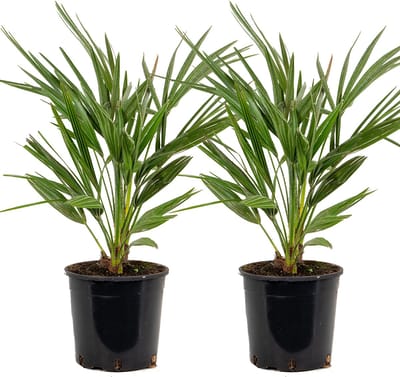 Bloomique - Set van 2 - Chamaerops Humilis - Europese Dwergpalm - Palmboom Winterhard - Tuinplanten - Hoogte 60-70 cm - Pot 19 cm