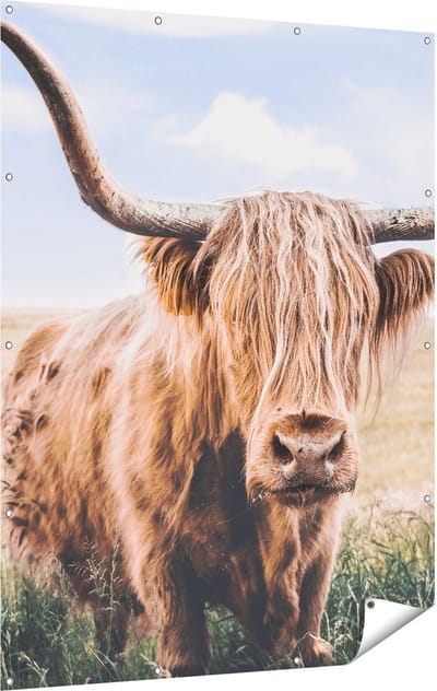 Gards Tuinposter Schotse Hooglander Koe in de Wei - 120x160 cm - Tuindoek - Tuindecoratie - Wanddecoratie buiten - Tuinschilderij