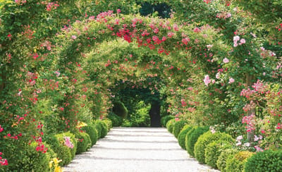 Garden Path Nature Photo Wallcovering