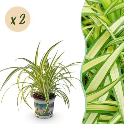 Green boutiQ - Kamerplant - Chlorophytum comosum Variegatum - Kattengras - Huisdiervriendelijk - Bont - 2 Planten - Pot 12cm - Hoogte 25-30cm