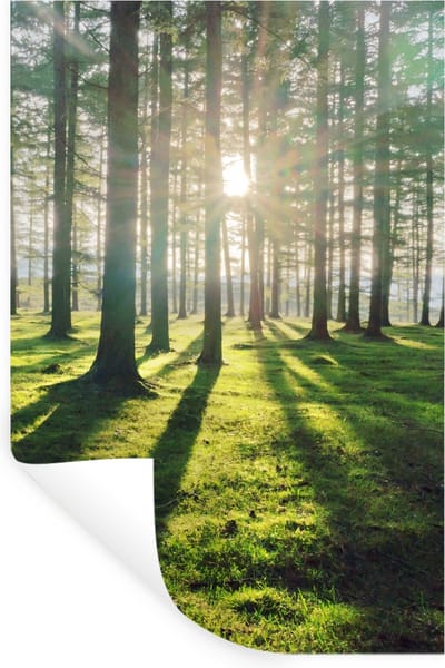 Muurstickers - Sticker Folie - Bomen - Natuur - Bos - 20x30 cm - Plakfolie - Muurstickers Kinderkamer - Zelfklevend Behang - Zelfklevend behangpapier - Stickerfolie