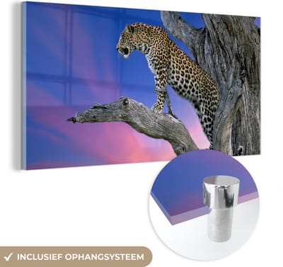 MuchoWow® Glasschilderij 40x20 cm - Schilderij acrylglas - Luipaard - Boom - Tak - Foto op glas - Schilderijen