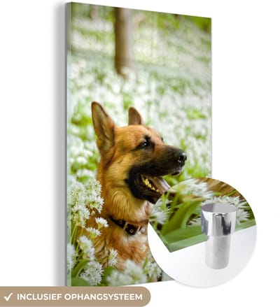 ® Glasschilderij 120x180 cm - Schilderij acrylglas - Duitse Herder zit tussen de witte bloemen - Foto op glas - Muurdecoratie woonkamer - Wanddecoratie slaapkamer - Schilderijen